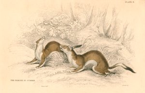 Hermelin Mustela erminea, Mitglied der Wiesel-Familie, 1828
