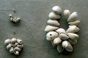 Schnüre aus Kaurimuscheln von Unbekannt