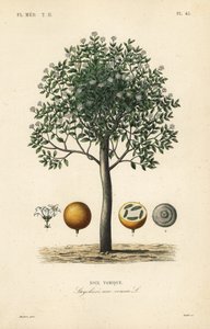 Strychninbaum, Brechnuss, Giftbaum oder Strychnosamen, Strychnos nux-vomica