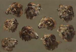 Studien von Widderköpfen, 1700er Jahre von Unbekannt