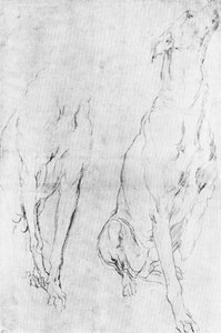 Studie für den Windhund im Porträt des Herzogs von Richmond, ca. 1634, 1900 von Unbekannt