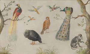 Studie von Vögeln und Affen, 1660-1670 von Unbekannt