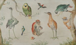 Studie von Vögeln und Affen, 1660-1670