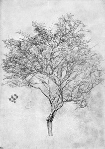 Studie eines Zitronenbaums, 1899