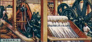 Zucker, 3. Zerkleinern der Zuckerrohre, Java, 1928