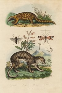 Sunda-Schuppentier, kritisch gefährdet, Leopard, Pferdebremse, Skorpionfliege von Unbekannt