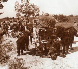 Versorgungshunde, ca. 1914-1918