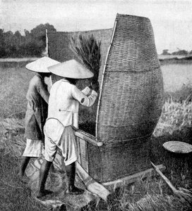 Die annamesische Art des Reisschneidens und -dreschens, Annam, Vietnam, 1922