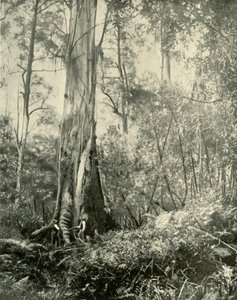 Der Baron, ein bekannter hoher Baum, 1901