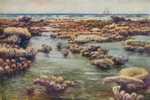 Das Great Barrier Reef, 1923