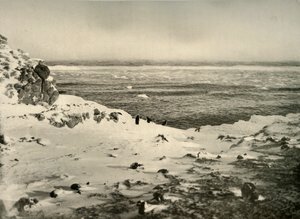 Der letzte der Pinguine kurz vor ihrer Wanderung im März, um 1908, 1909 von Unbekannt