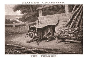 Der Terrier, 1924 von Unbekannt
