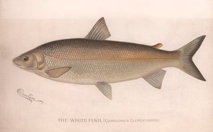 Der Weiße Fisch Coregonus Clupeiformis, um 1920er Jahre