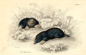 Der gemeine Maulwurf Talpa europaea, 1828