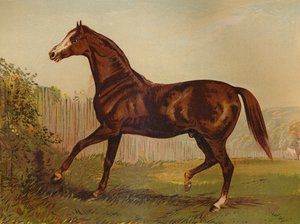 Vollbluthengst Blair Athol, Gewinner des Derbys & St. Leger 1864, ca. 1879 von Unbekannt