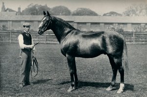 Vollblut-Rennpferd, Bend Or, um 1880