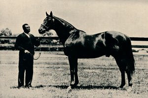 Vollblut-Rennpferd, Man O War, um 1920