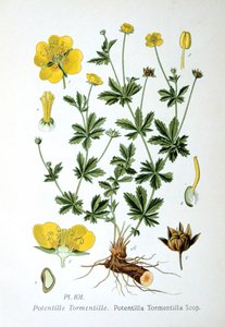 Tormentil von Unbekannt