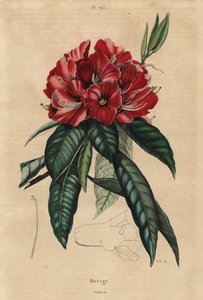 Baumrhododendron, Rhododendron arboreum von Unbekannt