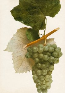 Triumph von Unbekannt