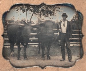 Zwei Ochsen und Fahrer, 1850er