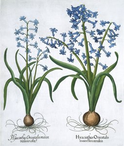 Zwei blaue Hyazinthen, 1613