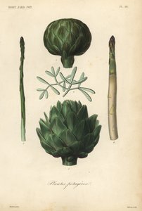 Gemüse, Gartenpflanzen von Unbekannt