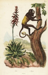 Venezolanischer Roter Brüllaffe und Aloe Vera