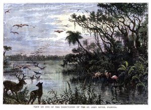 Blick auf einen der Nebenflüsse des St. John River, Florida, 19. Jahrhundert von Unbekannt