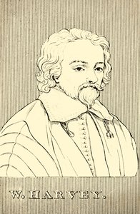 W. Harvey, 1578-1657, 1830 von Unbekannt