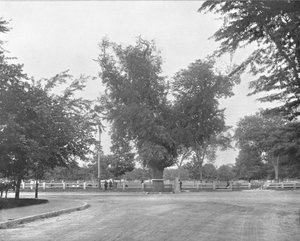 Washington Elm, Cambridge, Massachusetts, USA, ca. 1900