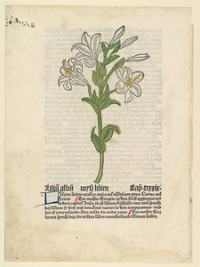 Weiße Lilie, Illustration aus Gart der Gesundheit Sch.4332, 28. März 1485