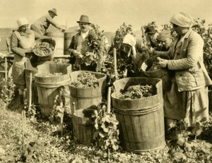 Weinlese bei Baden bei Wien, Niederösterreich, ca. 1935 von Unbekannt
