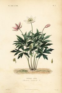Buschwindröschen, Anemone nemorosa, Anemone sylvie
