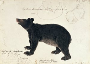 Zeichnung eines asiatischen Schwarzbären, Ursus Tibetanus, aus der zentralen Region des Himalaya