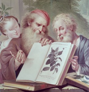 Illustration aus Hortus Cliffortianus, von Carl Linnaeus (1707-78) veröffentlicht in Amsterdam 1737-38
