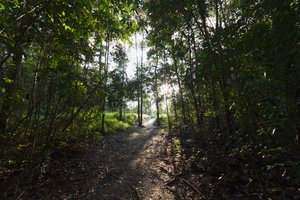 Pfad im Dschungel bei Camp Leaky, Tanjung Puting Nationalpark, Zentral-Kalimantan, Borneo, Indonesien von Unbekannt Unbekannt