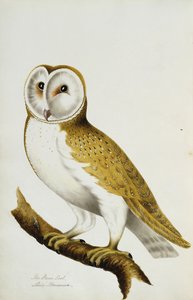Eine Schleiereule, Teil eines Albums mit Aquarellen von Vögeln und ihren Eiern, ca. 1800