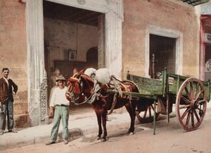 Ein Maultierkarren in Havanna geführt von einem Verkäufer
