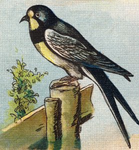 Eine Schwalbe
