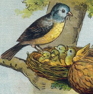 Ein Vogel füttert seine Jungen in einem Nest. Gravur in "Alphabet de ma petite fille". Bernardin-Bechet und Fils, Buchhändler-Verleger, Paris, um 1895. von Unbekannt