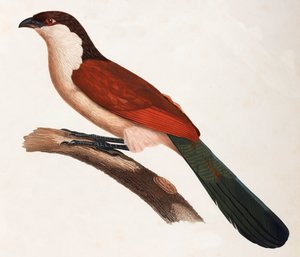 Eine Farbabbildung eines braunen Vogels mit grünem Schwanz von Unbekannt