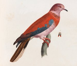 Eine Farbabbildung eines Vogels