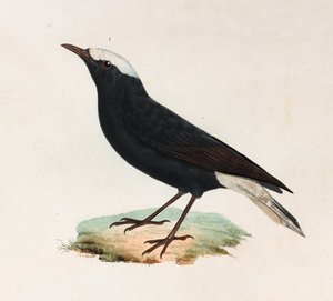 Eine Farbabbildung eines schwarzen Vogels mit weißem Schwanz