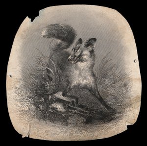 Ein Fuchs in Qualen mit seiner Pfote in einer Falle. Holzstich von Unbekannter Künstler