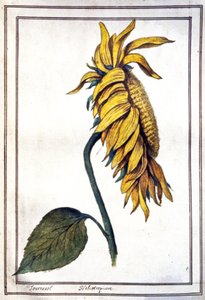 Eine Sonnenblume von Unbekannter Künstler