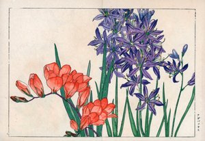 Agapanthus oder Nil-Lilie (blau) und Freesie. Afrikanische Lilie, Agapanthus africanus, und Freesie, Freesia refracta. Handkolorierter Holzschnitt aus Konan Tanigamis „Seiyou Sokazufu“ (Bildalbum westlicher Pflanzen und Blumen: Frühling), Unsodo, Kyoto von Unbekannter Künstler