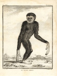 Agiler Gibbon, Hylobates agilis. Gefährdet. Der große Gibbon. Kupferstich von C. Baquoy nach einer Illustration von Jacques de Seve aus Georges-Louis Leclerc, Comte de Buffons Histoire Naturelle, Imprimerie Royale, Paris