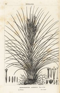 Luftpflanze, Tillandsia juncea (Bonapartea juncea). Handkolorierte Lithographie aus Louis van Houtte und Charles Lemaires Flore des Serres et des Jardins de l