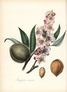Mandel - Gemeine Mandel, Prunus amygdalus (Amygdala communis), mit Blüte, Blatt, Frucht und Samen (Nuss). Handkolorierte Zinkographie von Chabots, gezeichnet von Miss M. A. Burnett aus ihrem "Plantae Utiliores: or Illustrations of Useful Plants", Whittaker von Unbekannter Künstler